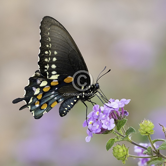 A Pipevine Swallowtail Butterfly Battus Philenor