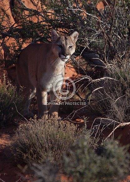 Cougar Puma concolor Cougar Puma concolor