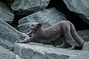 Arctic fox