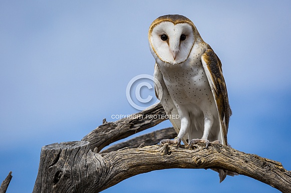 Barn Owl