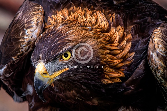 Eagle---Golden Eagle Eagle---Golden Eagle