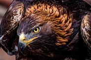 Eagle---Golden Eagle