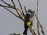 Myrtle Yellow-rumped Warbler in Fairbanks, Alaska