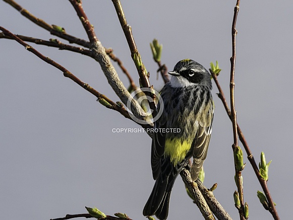 Myrtle Yellow-rumped Warbler in Fairbanks, Alaska Myrtle Yellow-rumped Warbler in Fairbanks, Alaska