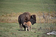 Bison
