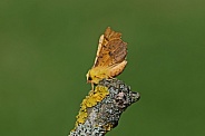 Canary shouldered Thorn