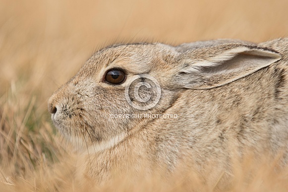 Yard Bunny Yard Bunny