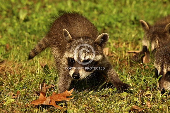 Raccoon