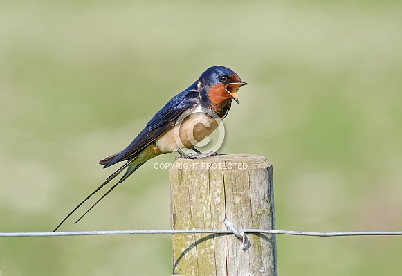 Barn Swallow Barn Swallow