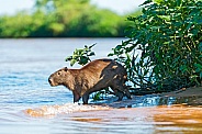 Capybara (wild, South America)