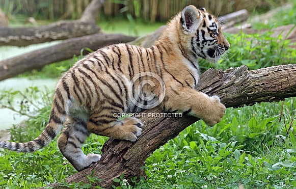 Tigercub