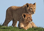 African Lioness and Cub