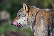 Wolf licking nose