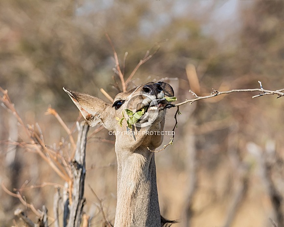 Female Kudu Eating