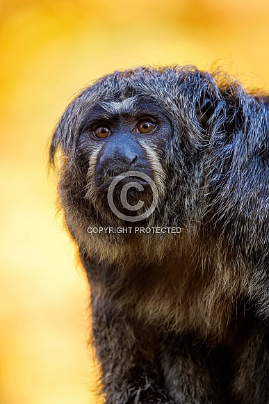 White-faced saki (Pithecia) White-faced saki (Pithecia)