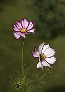 Pink Cosmos Flowers in Full Bloom