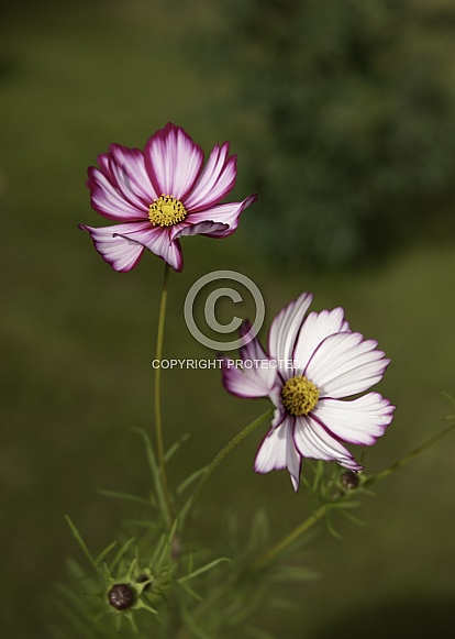 Pink Cosmos Flowers in Full Bloom Pink Cosmos Flowers in Full Bloom