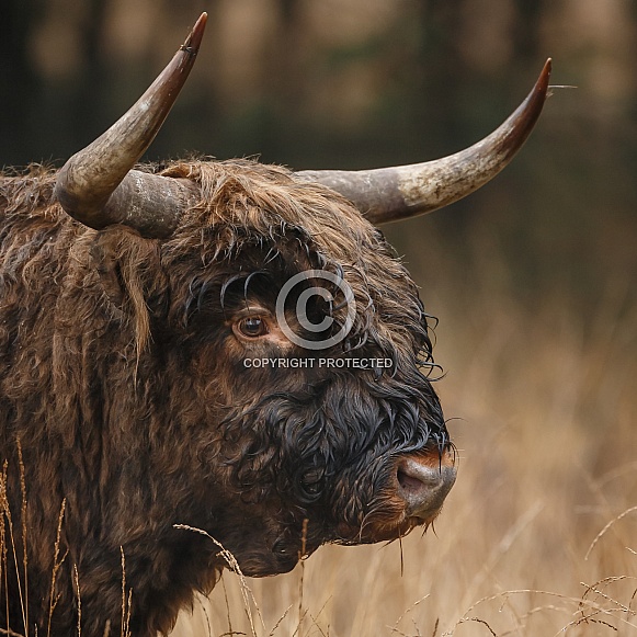 Highland Cow