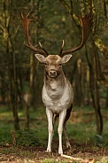 Fallow Deer during mating season