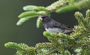 Male Dark-eyed Junco with a Worm