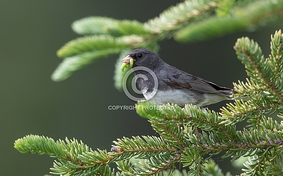 Male Dark-eyed Junco with a Worm