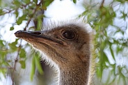 Ostrich