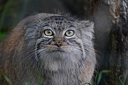 Pallas's cat