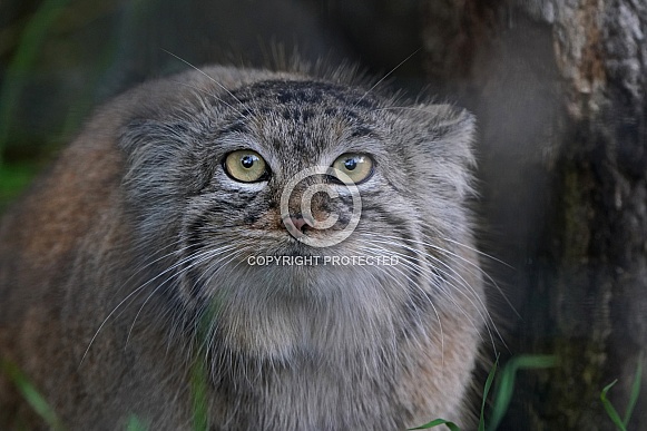 Pallas's cat