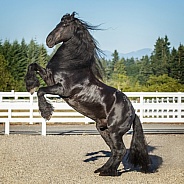 Friesian Horse--Ebony Beauty D2671