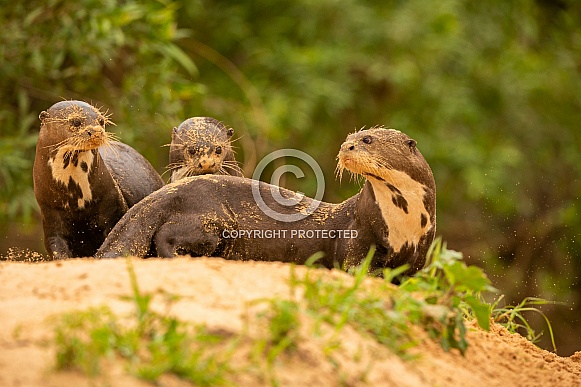 Giant river otter in the nature habitat