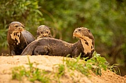 Giant river otter in the nature habitat