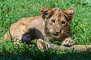 Lion