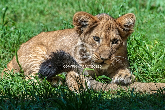 Lion