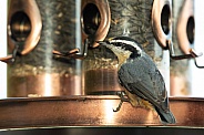 Red-breasted Nuthatch At The Bird Feeder
