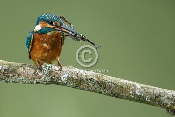 Kingfisher