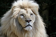 White Lion