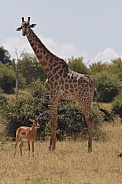 Giraffe