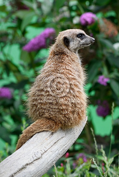 Meerkat Meerkat