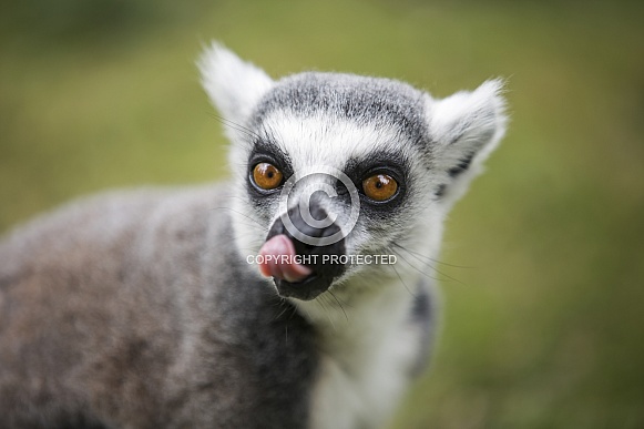 Ring-Tailed Lemur