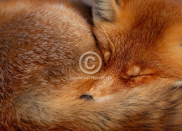 A fox on a rock A fox on a rock