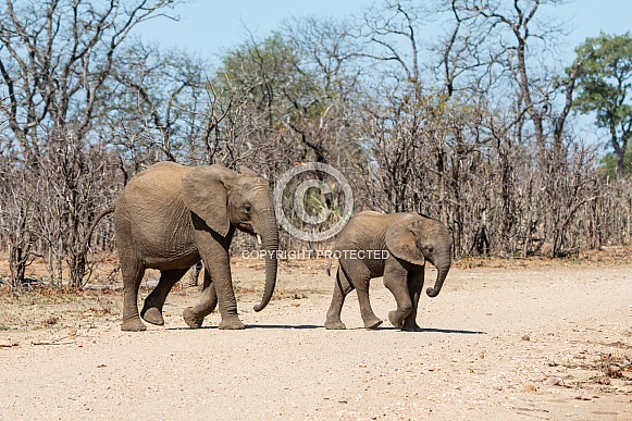 Juvenile Elephants