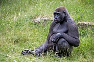 Western lowland gorilla (Gorilla Gorilla Gorilla)