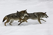 Coyote-Coyote Siblings