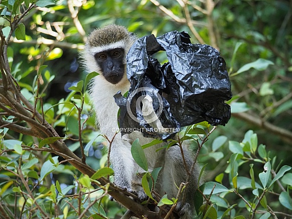Vervet Monkey