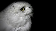 Snowy Owl Black Background Close Up