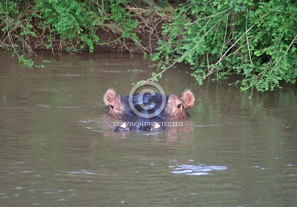 Hippo