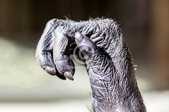 Chimpanzee hand