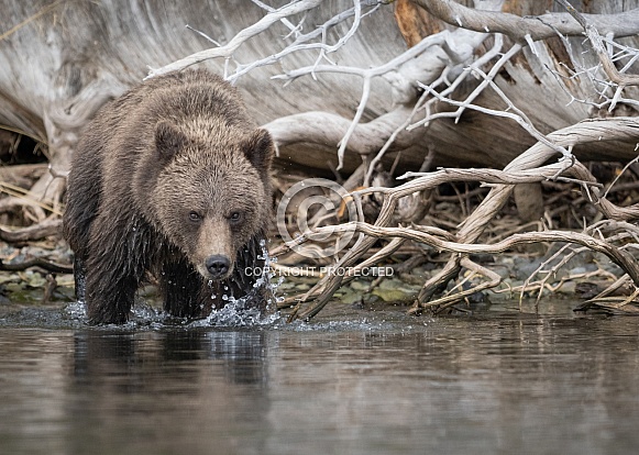 Grizzly Bear Grizzly Bear