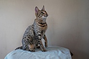 Savannah Cat