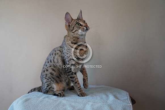 Savannah Cat